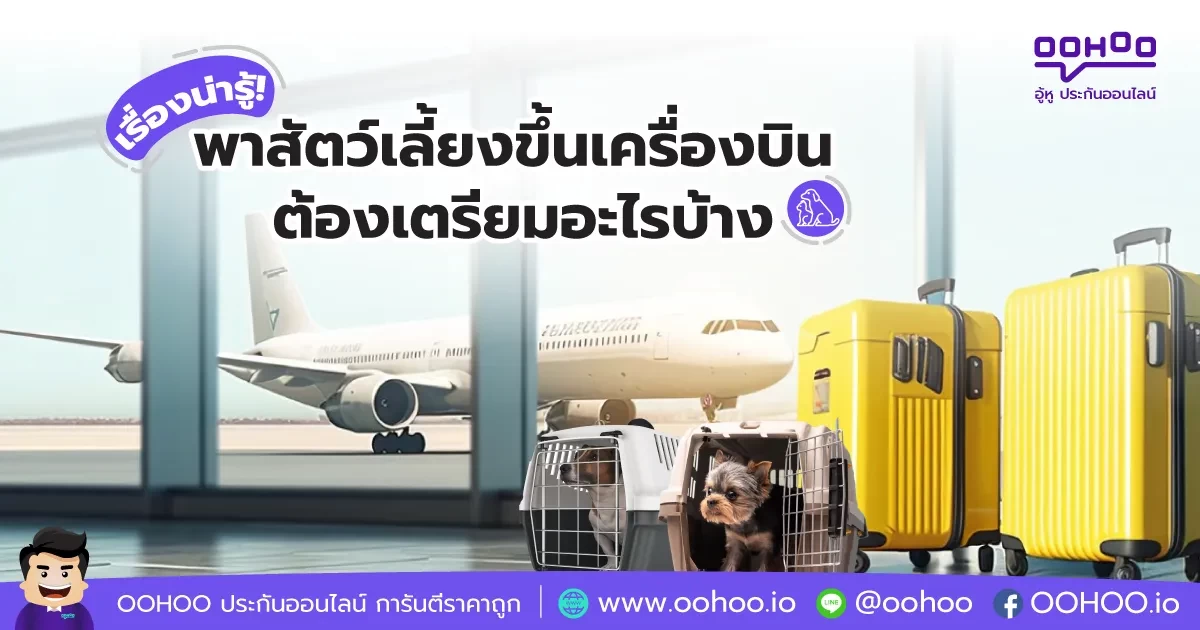 พาสัตว์เลี้ยงขึ้นเครื่องบิน ต้องเตรียมอะไรบ้าง
