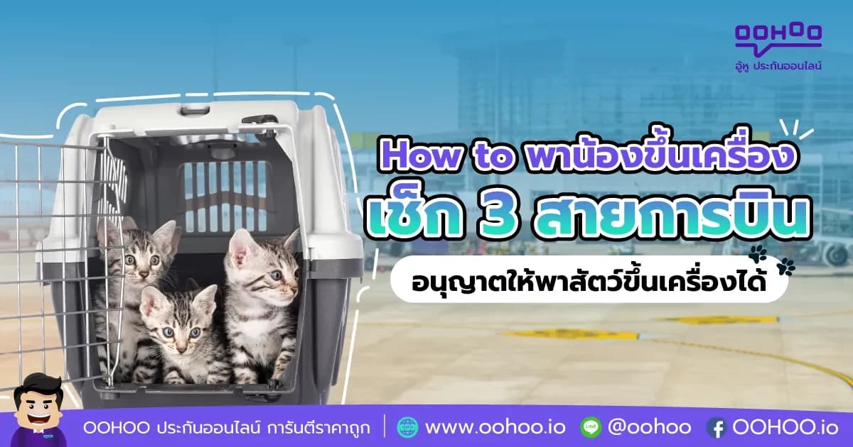 เช็ก 3 สายการบินที่อนุญาตให้พาสัตว์เลี้ยงขึ้นเครื่อง