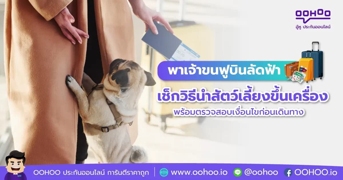 เช็กวิธีนำสัตว์เลี้ยงขึ้นเครื่อง พร้อมตรวจสอบเงื่อนไขก่อนเดินทาง